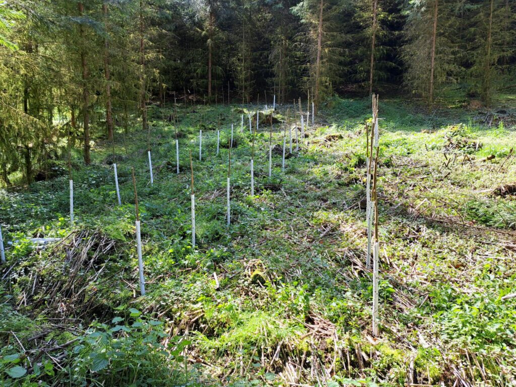 CarboCert News Pappeln pflanzen 1