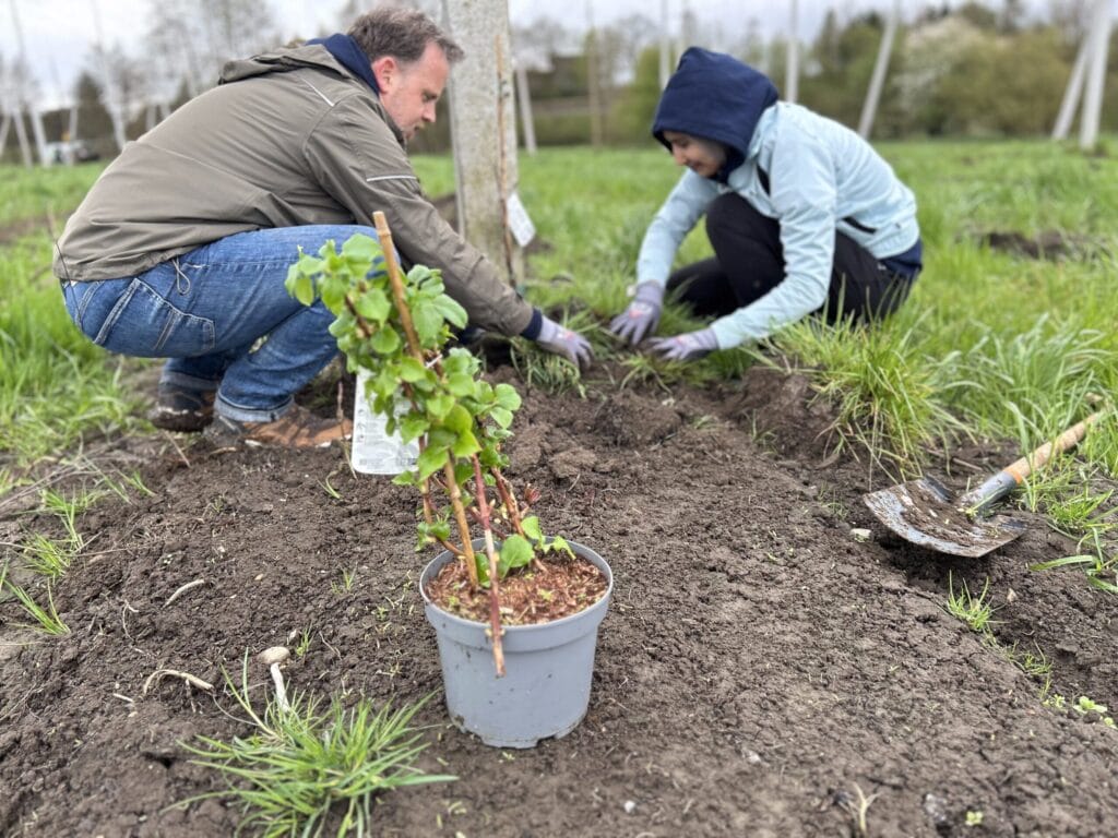 Mitarbeitende von PANTOPIX setzen Pflanzen an einer Hopfenanlage