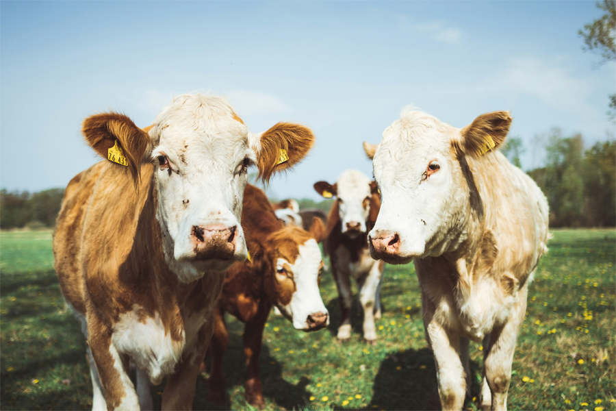 Artikelbild Kühe für Success Story Produktkommunikation mit Hersteller aus der Landwirtschaft